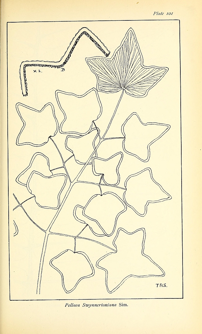 no HD illustration available (3)