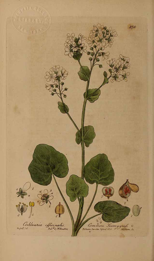 no HD illustration available (3)