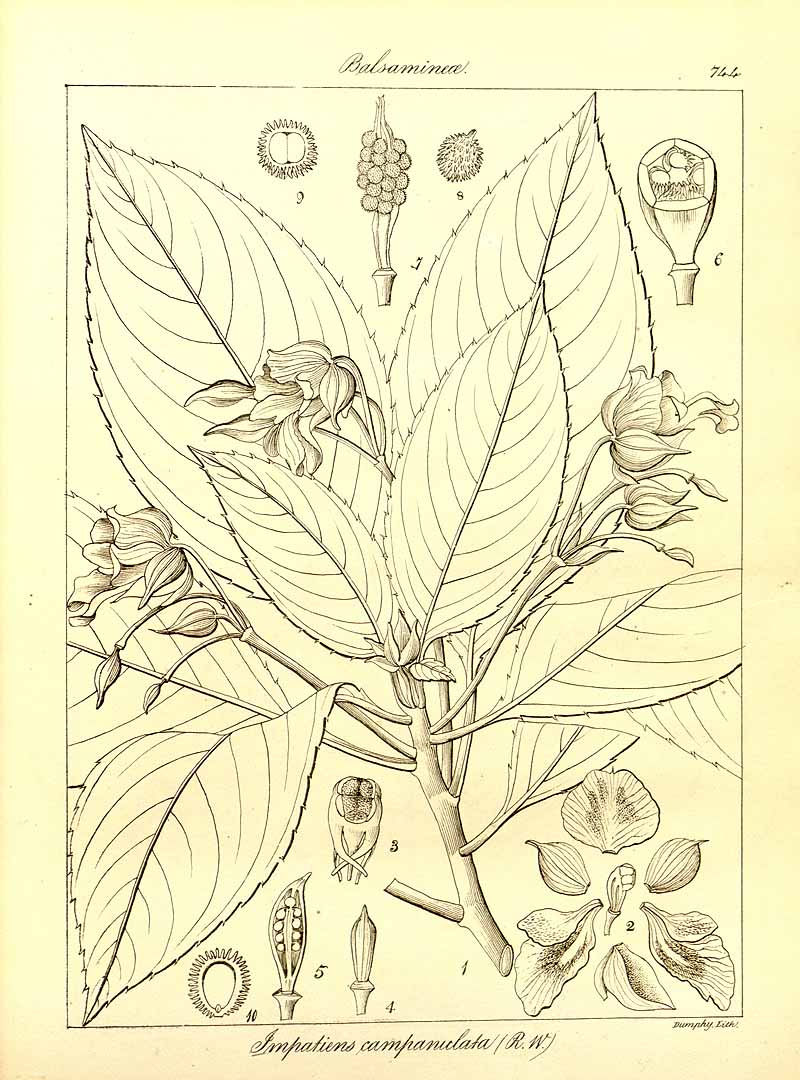 no HD illustration available (3)