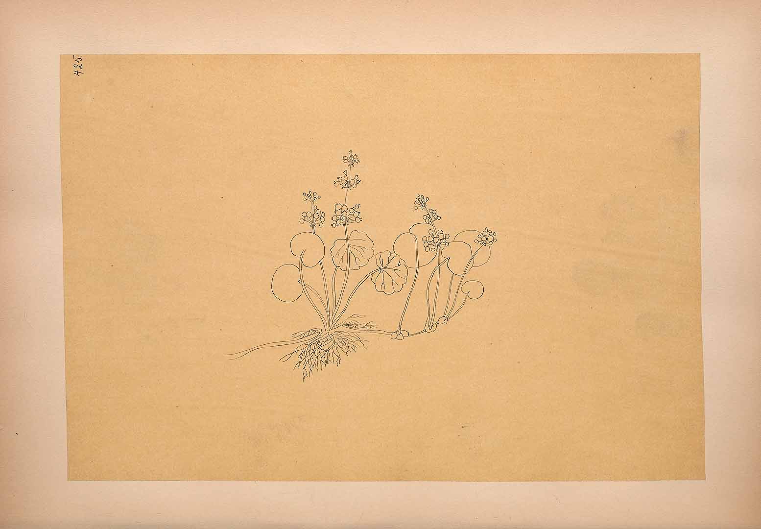 no HD illustration available (3)