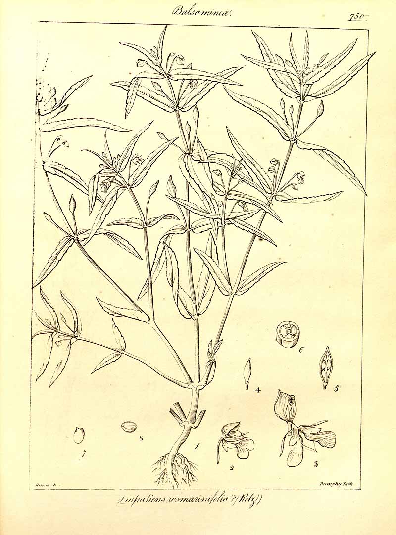 no HD illustration available (3)
