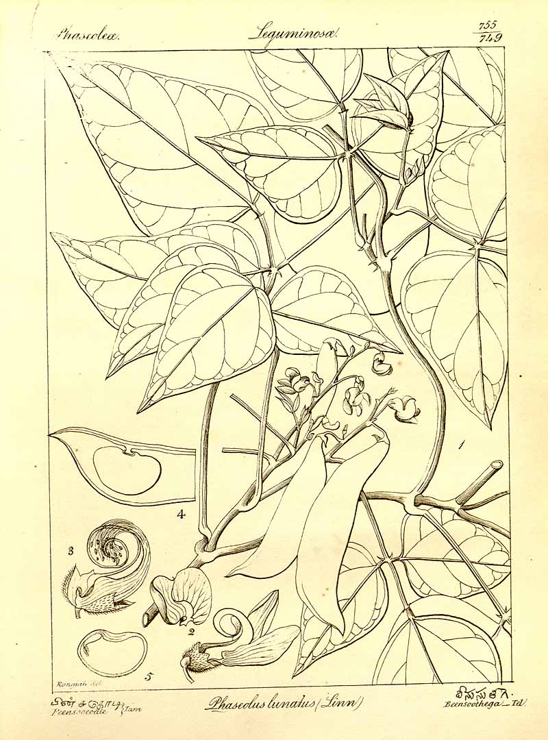 no HD illustration available (3)