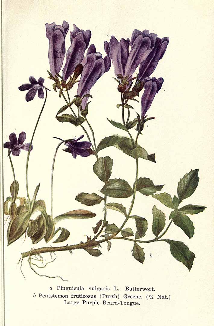 no HD illustration available (3)
