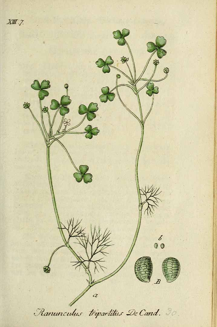 no HD illustration available (3)