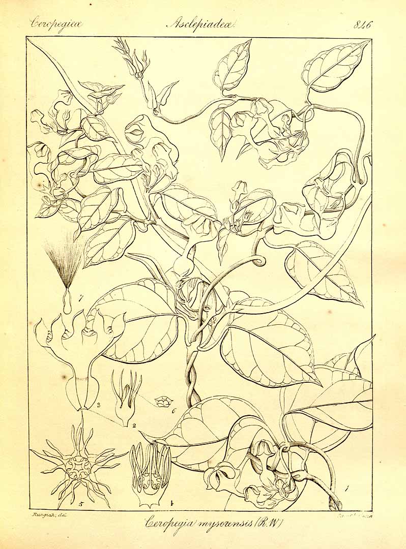 no HD illustration available (3)
