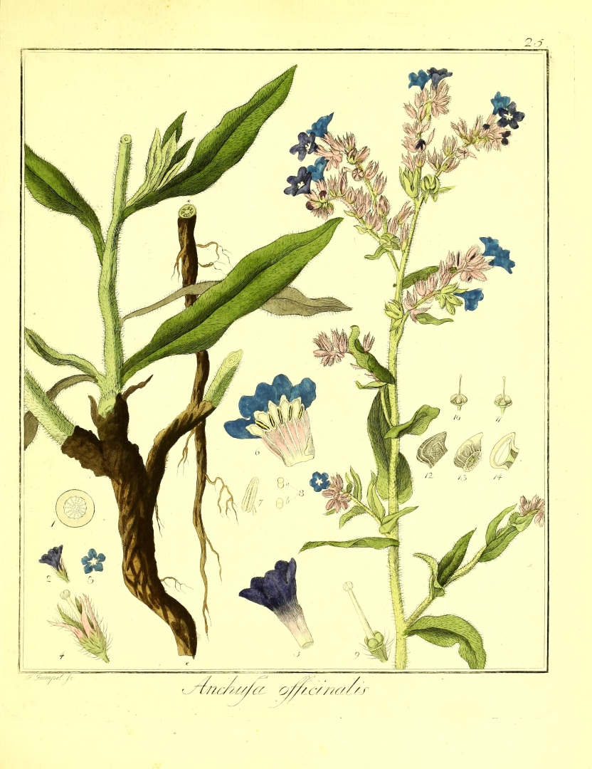 no HD illustration available (3)
