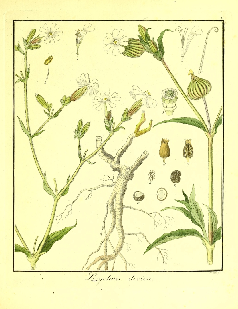 no HD illustration available (3)