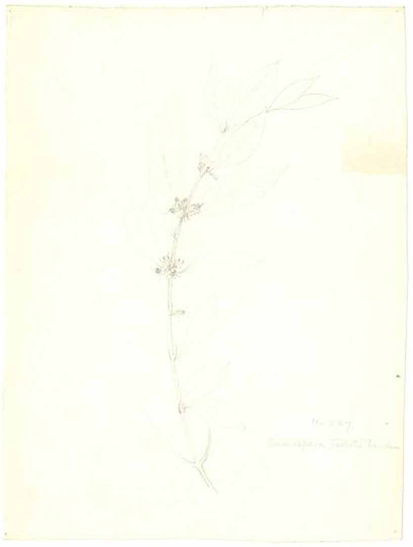 no HD illustration available (m1)