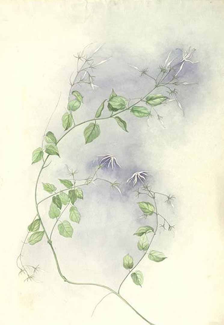 no HD illustration available (m1)