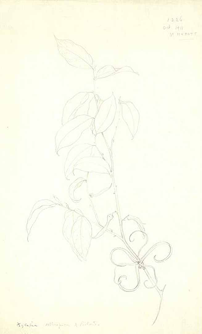 no HD illustration available (m1)