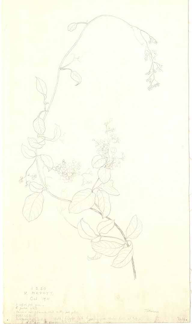 no HD illustration available (m1)