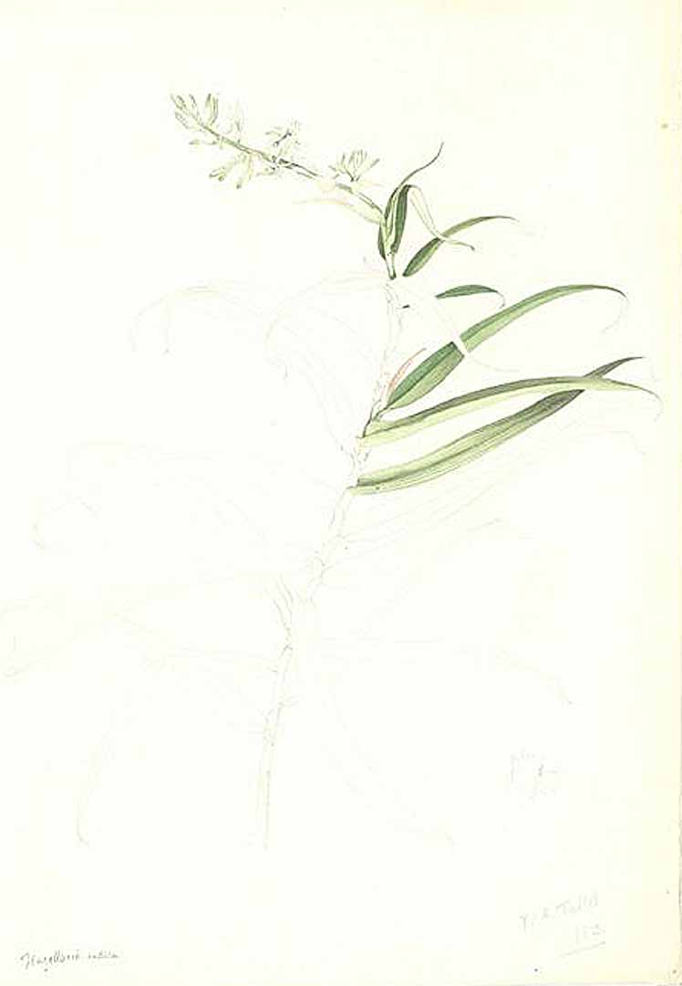 no HD illustration available (m1)
