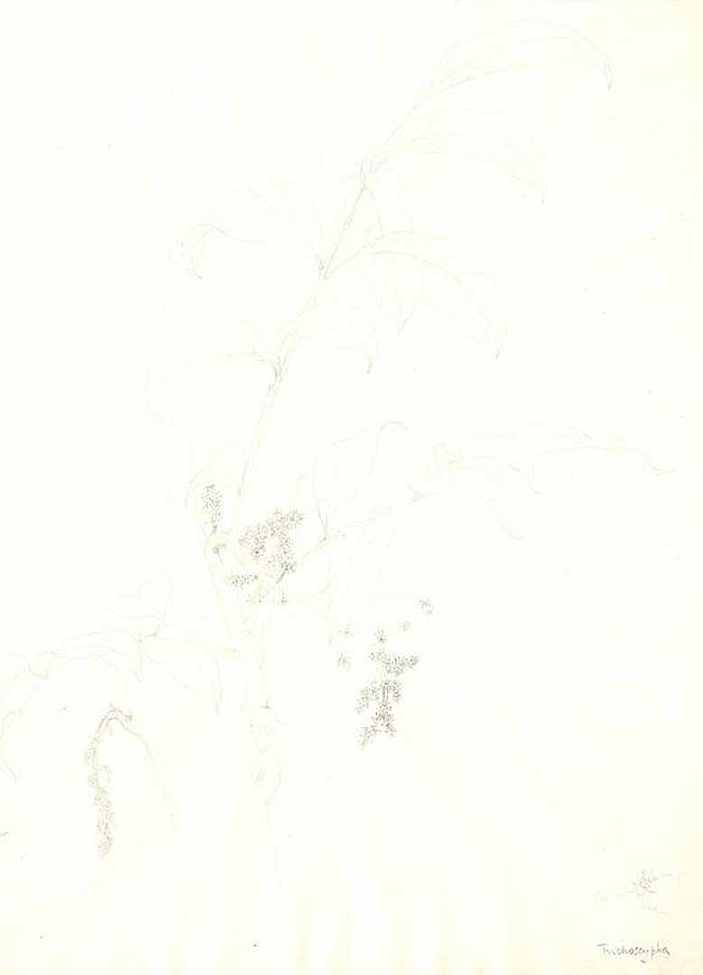 no HD illustration available (m1)