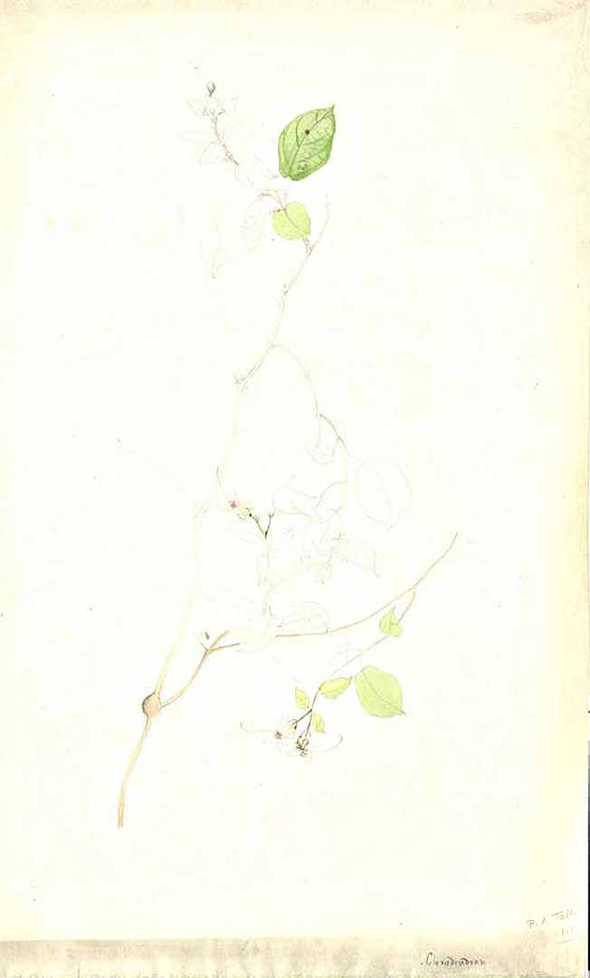 no HD illustration available (m1)