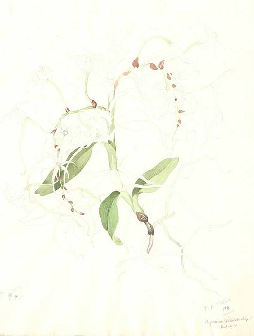 no HD illustration available (m1)