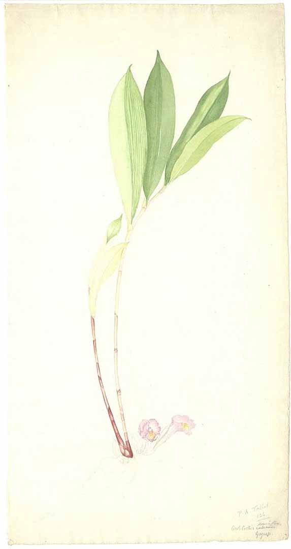 no HD illustration available (m1)