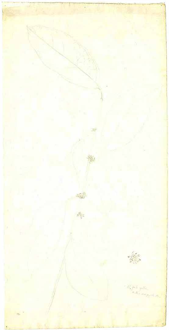 no HD illustration available (m1)