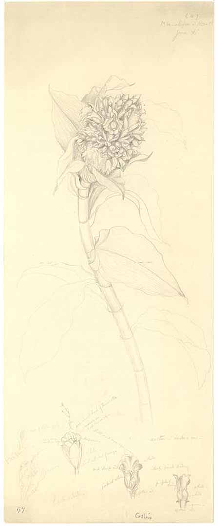 no HD illustration available (m1)