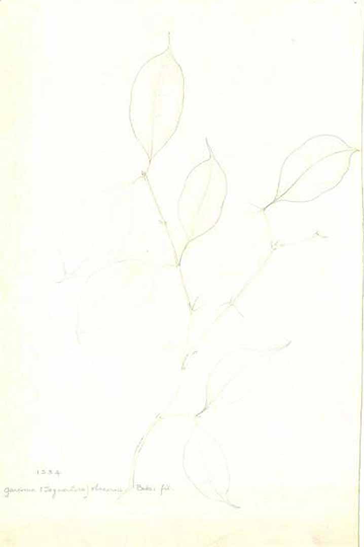 no HD illustration available (m1)