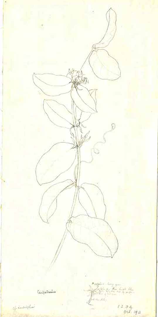 no HD illustration available (m1)