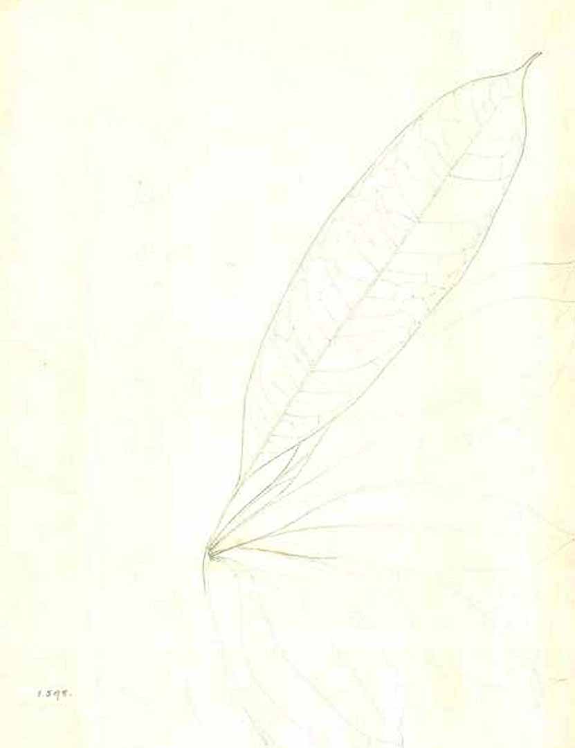 no HD illustration available (m1)