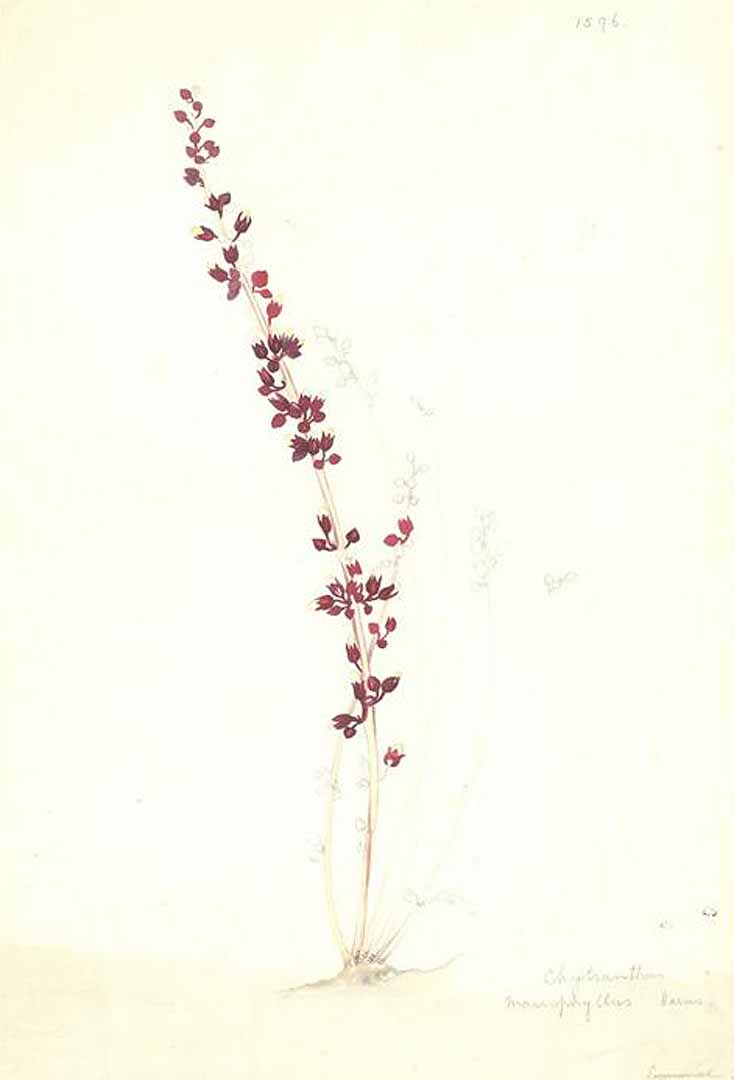 no HD illustration available (m1)