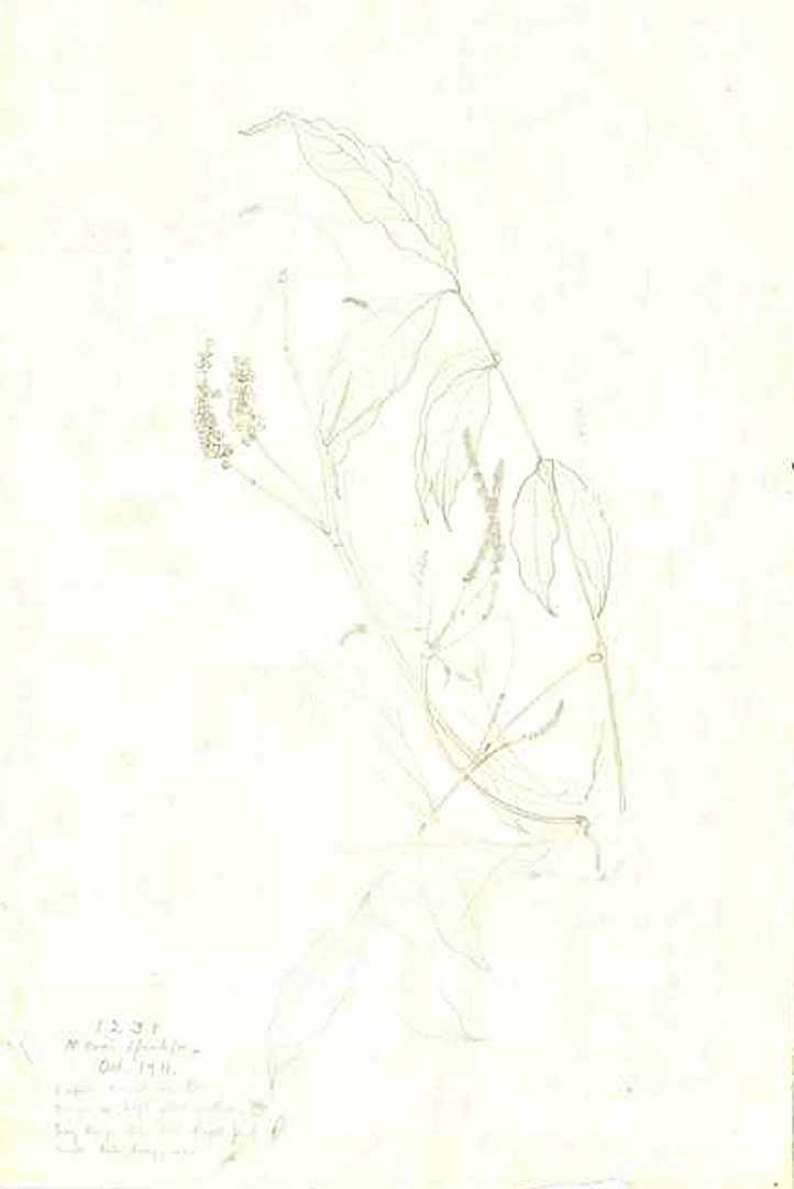 no HD illustration available (m1)