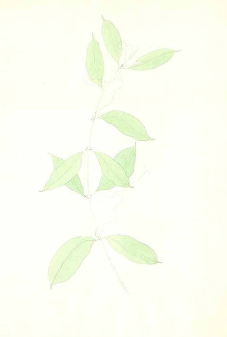 no HD illustration available (m1)