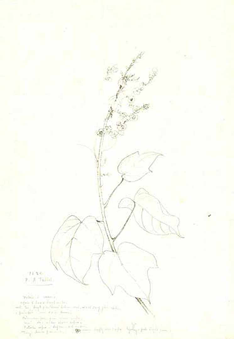 no HD illustration available (m1)