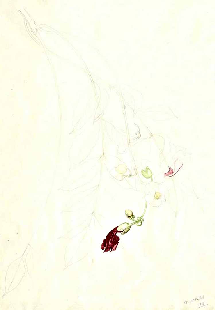 no HD illustration available (3)