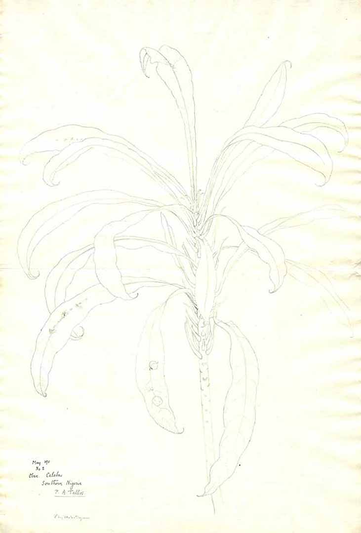 no HD illustration available (m1)