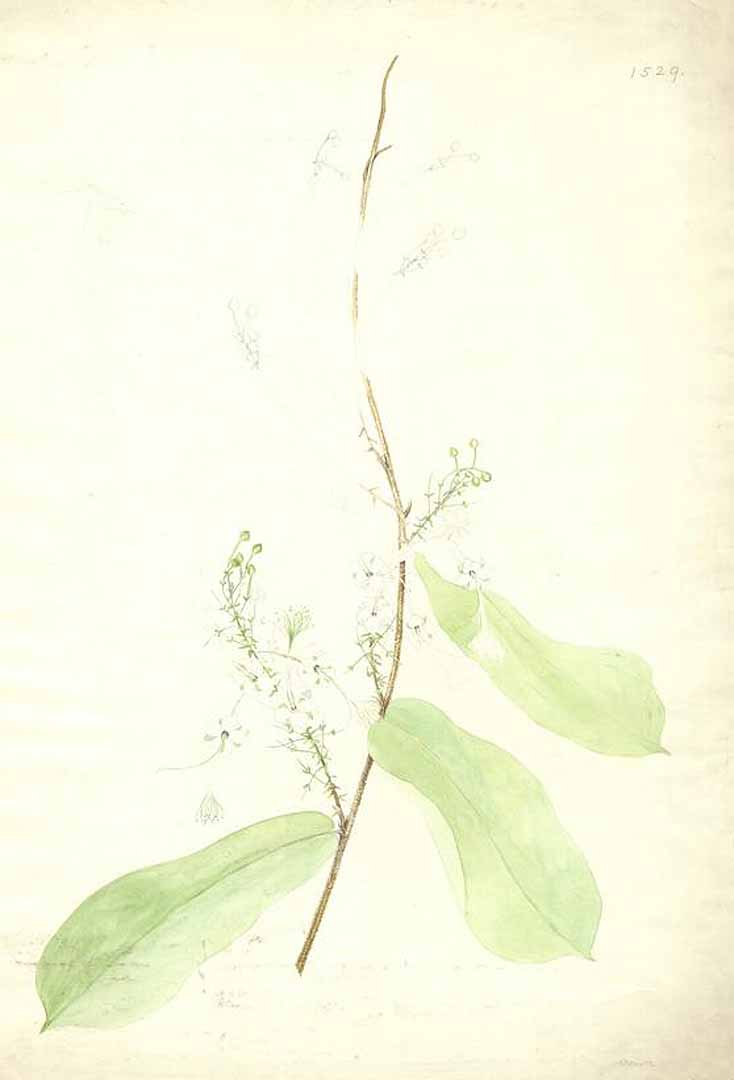 no HD illustration available (m1)