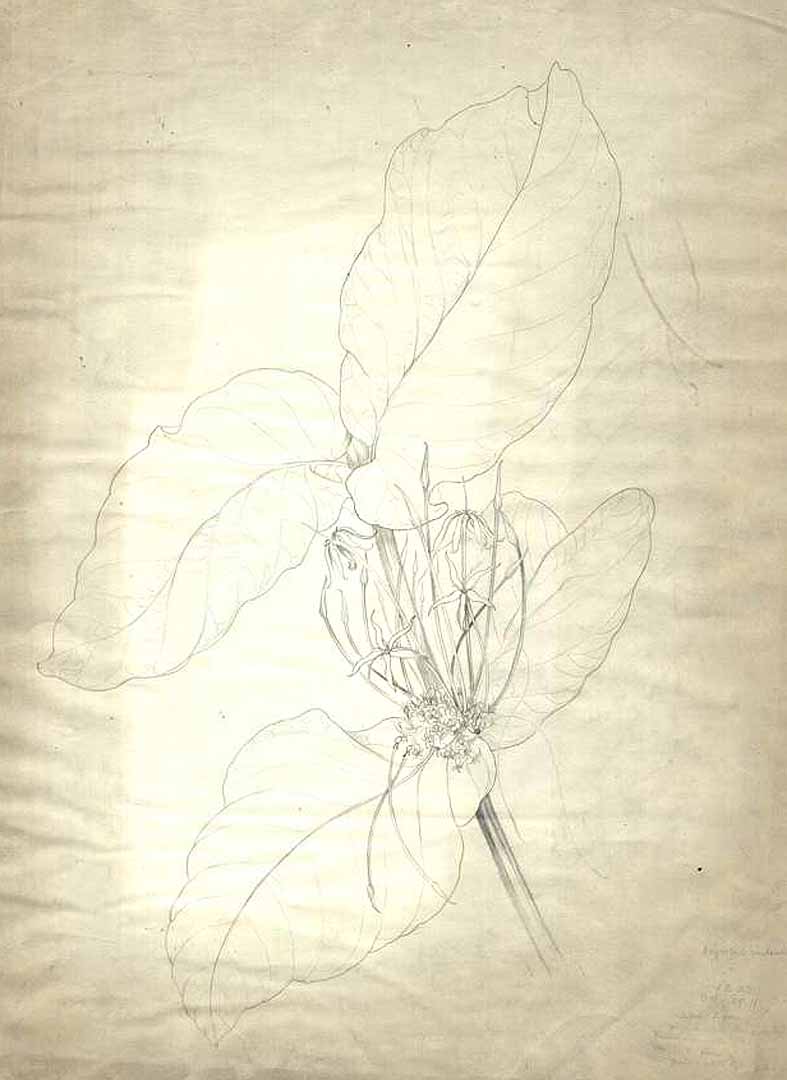 no HD illustration available (m1)
