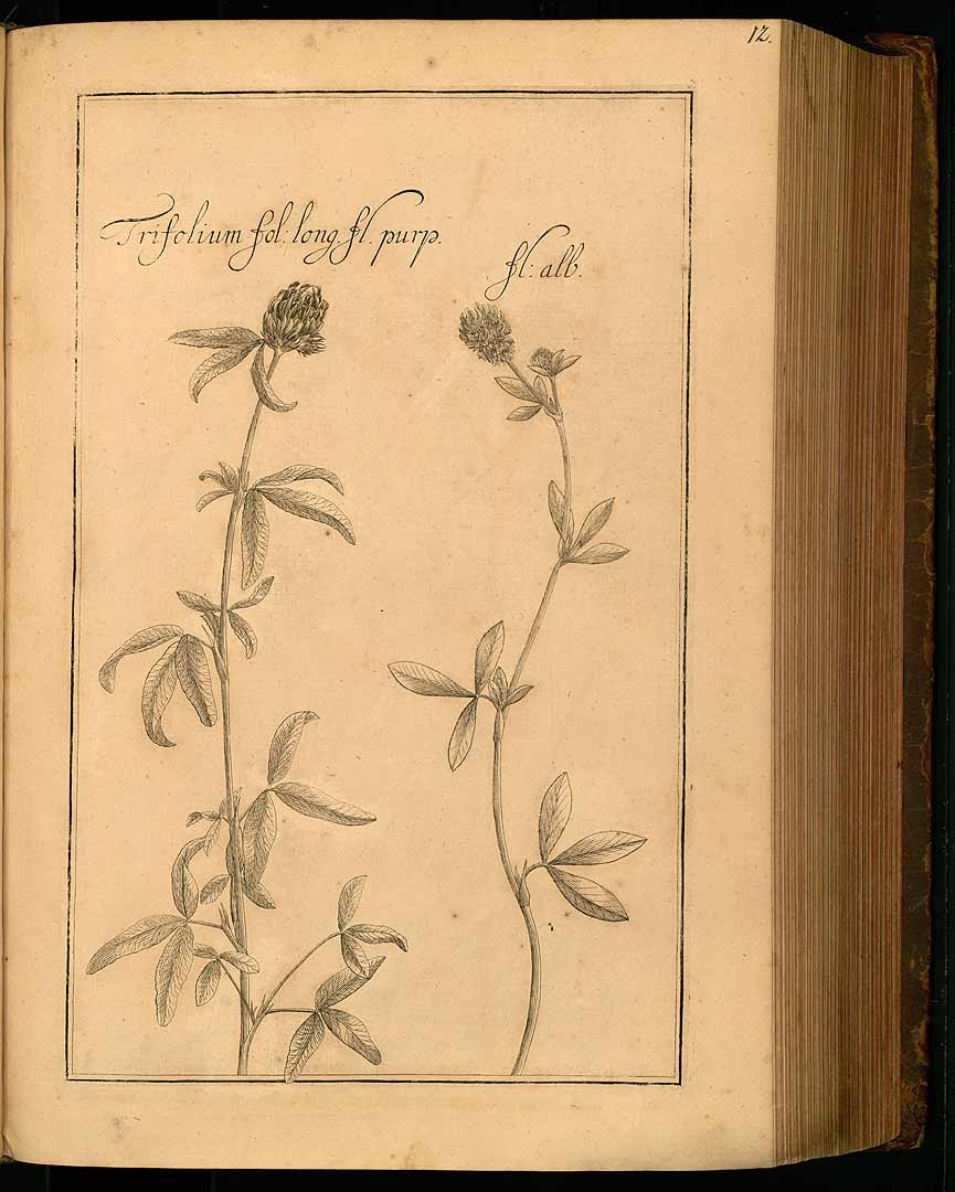no HD illustration available (3)