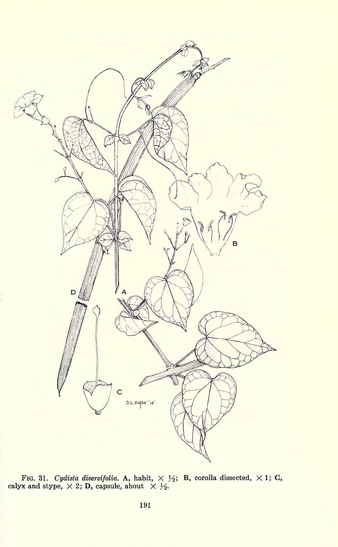 no HD illustration available (3)