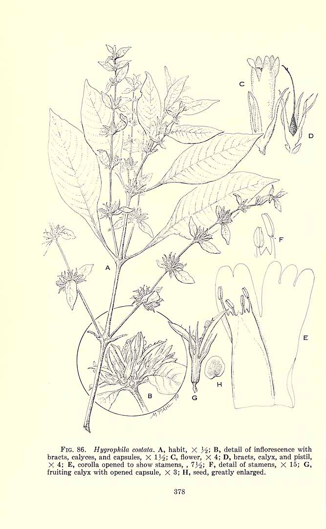 no HD illustration available (3)