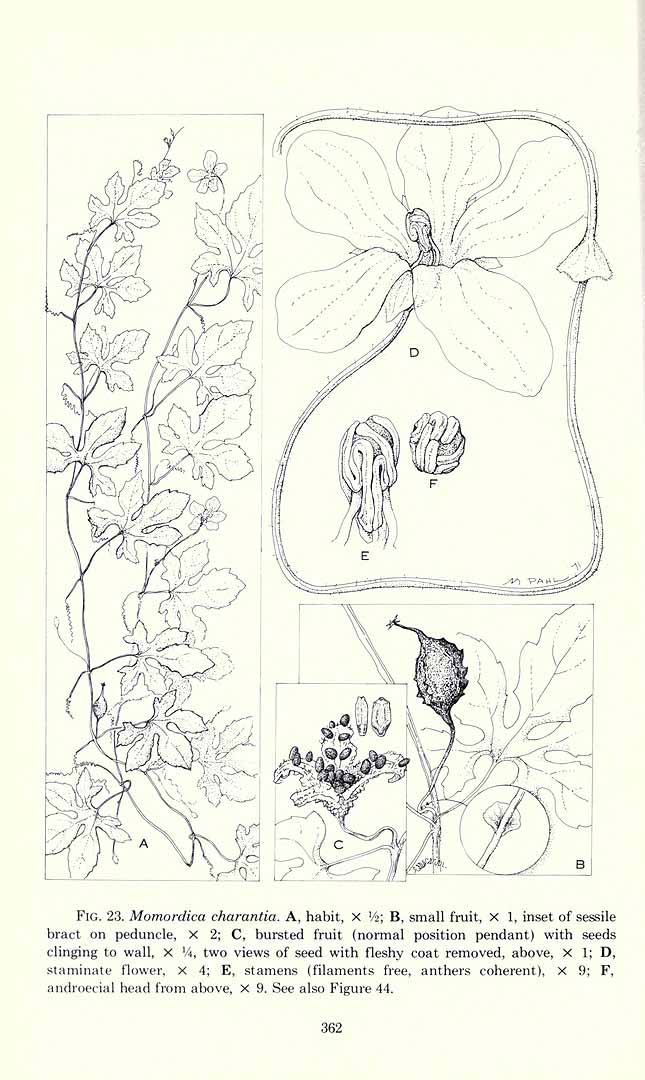 no HD illustration available (3)