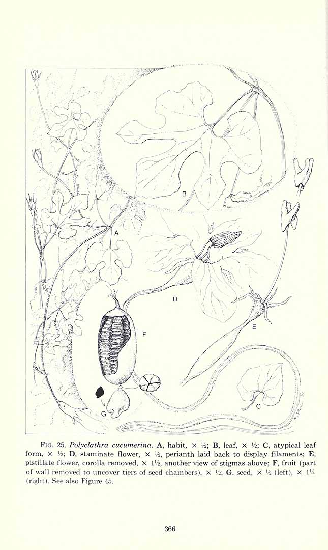 no HD illustration available (3)