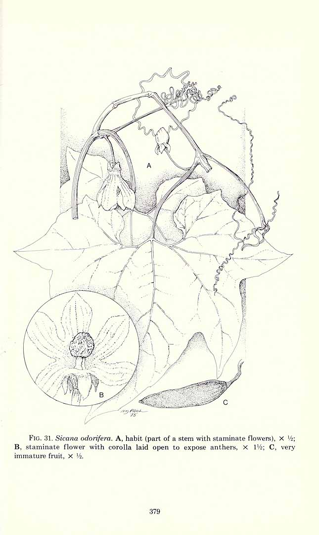 no HD illustration available (3)