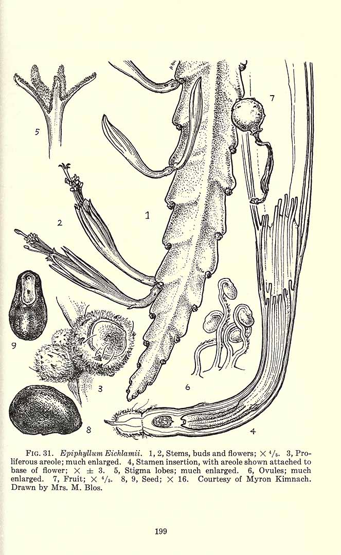 no HD illustration available (m1)