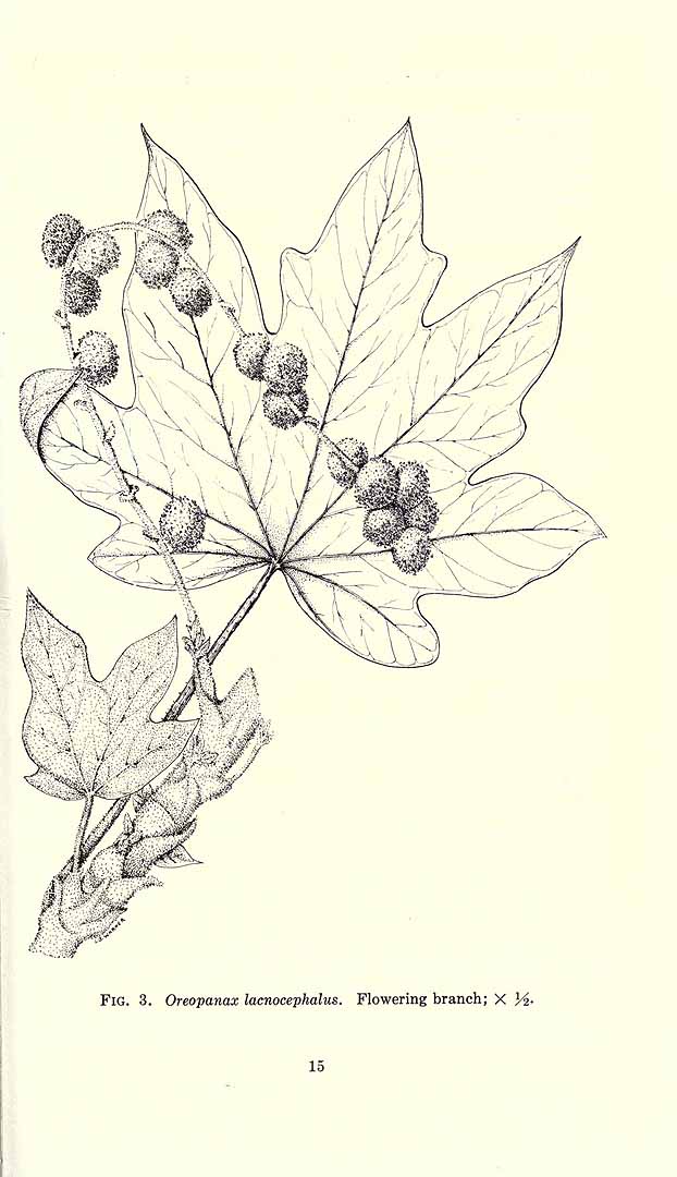 no HD illustration available (3)