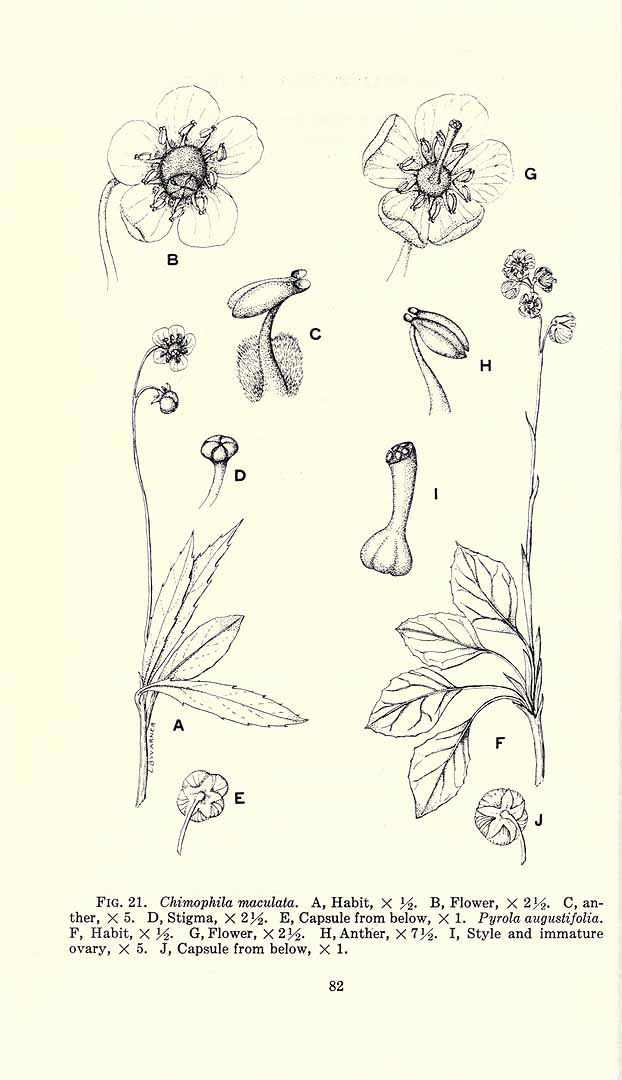 no HD illustration available (3)