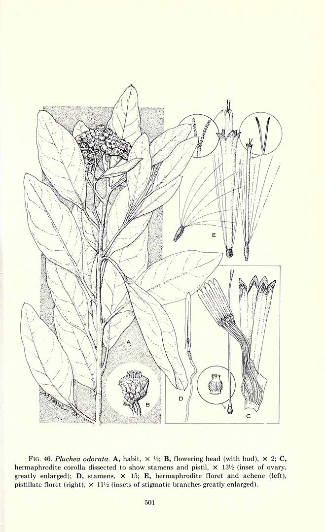 no HD illustration available (3)