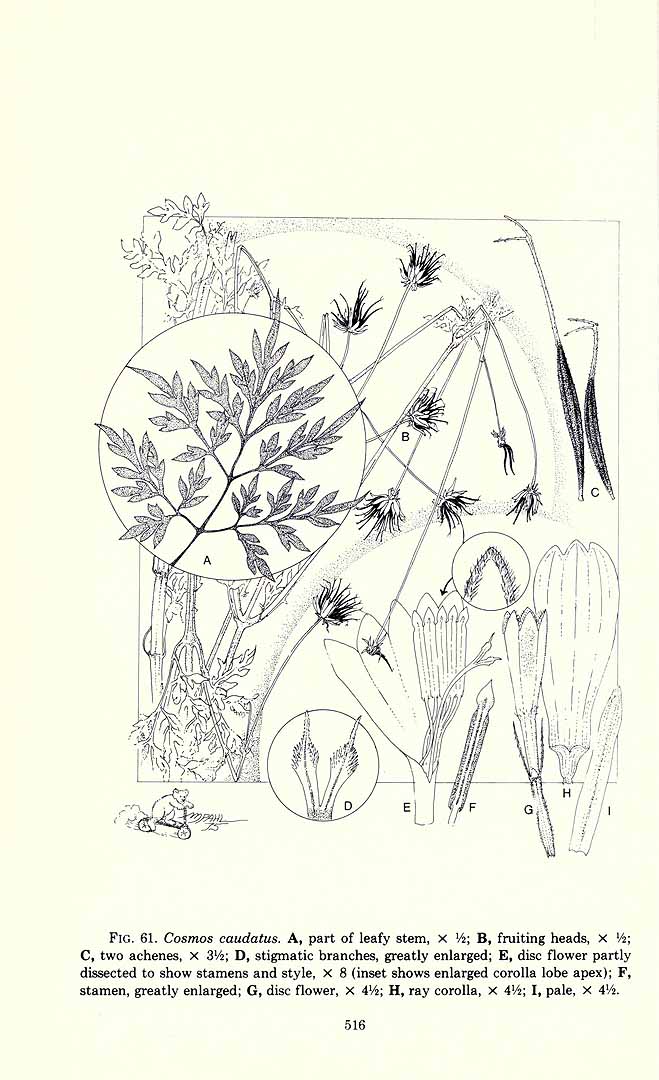 no HD illustration available (3)