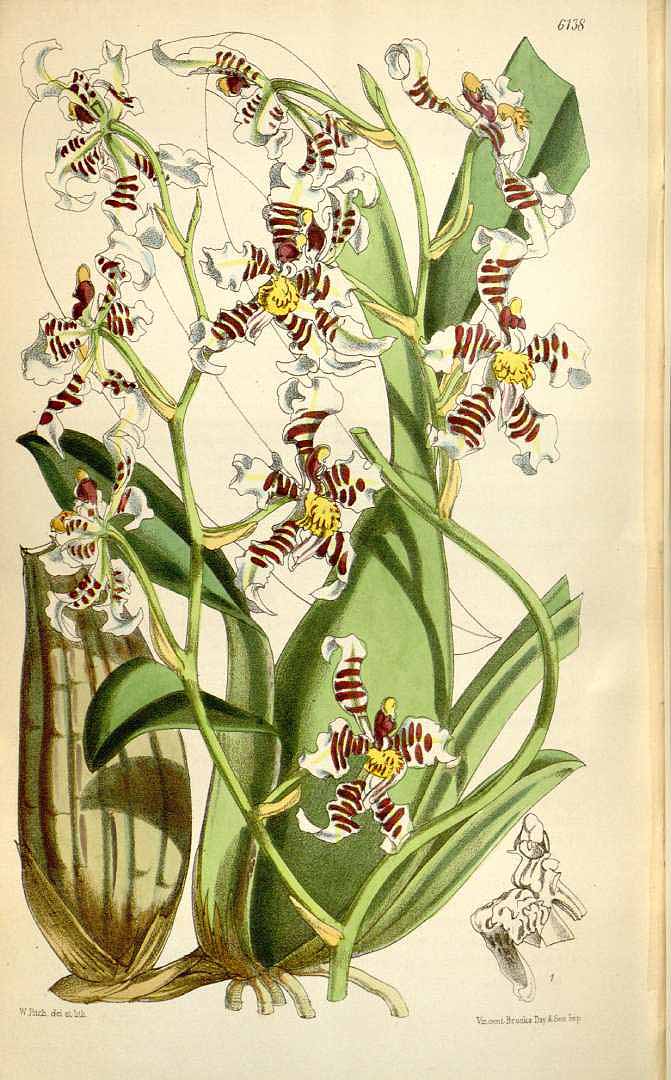no HD illustration available (3)