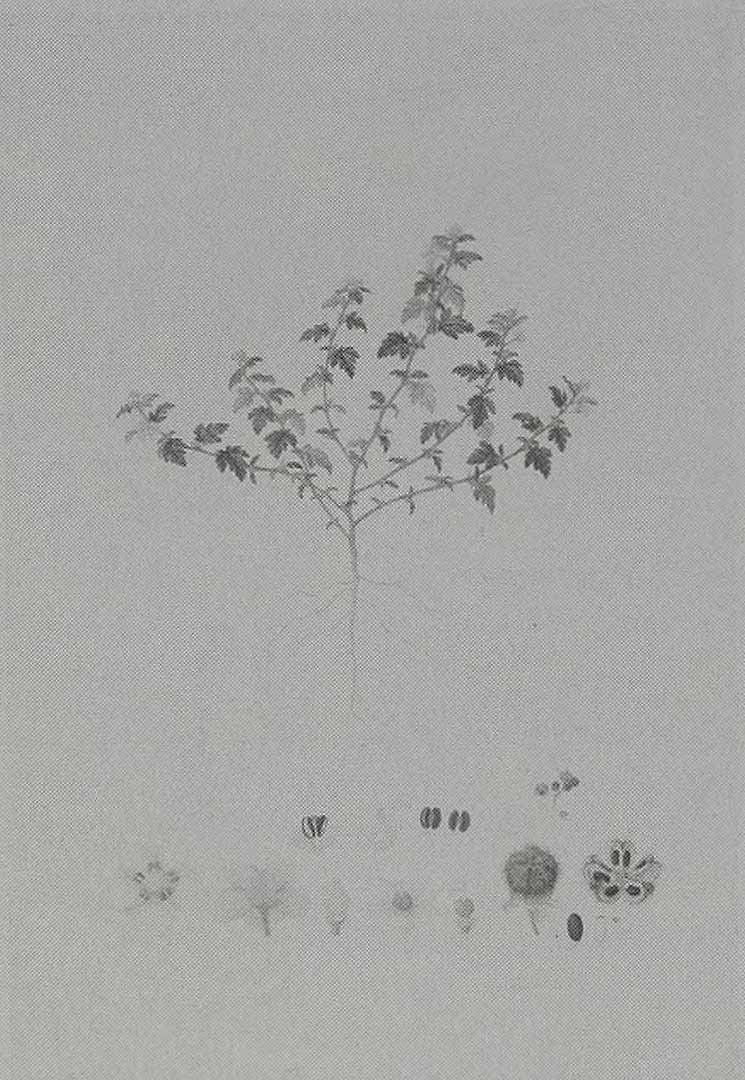 no HD illustration available (3)