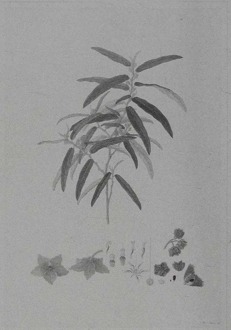 no HD illustration available (3)