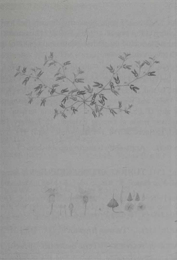 no HD illustration available (3)