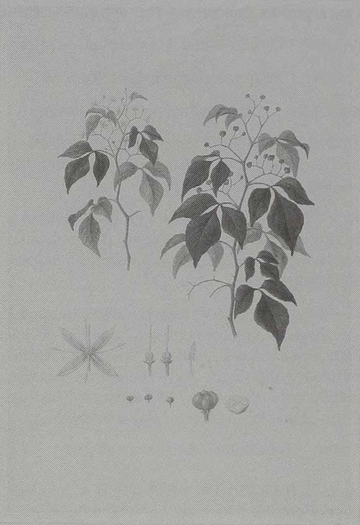 no HD illustration available (3)