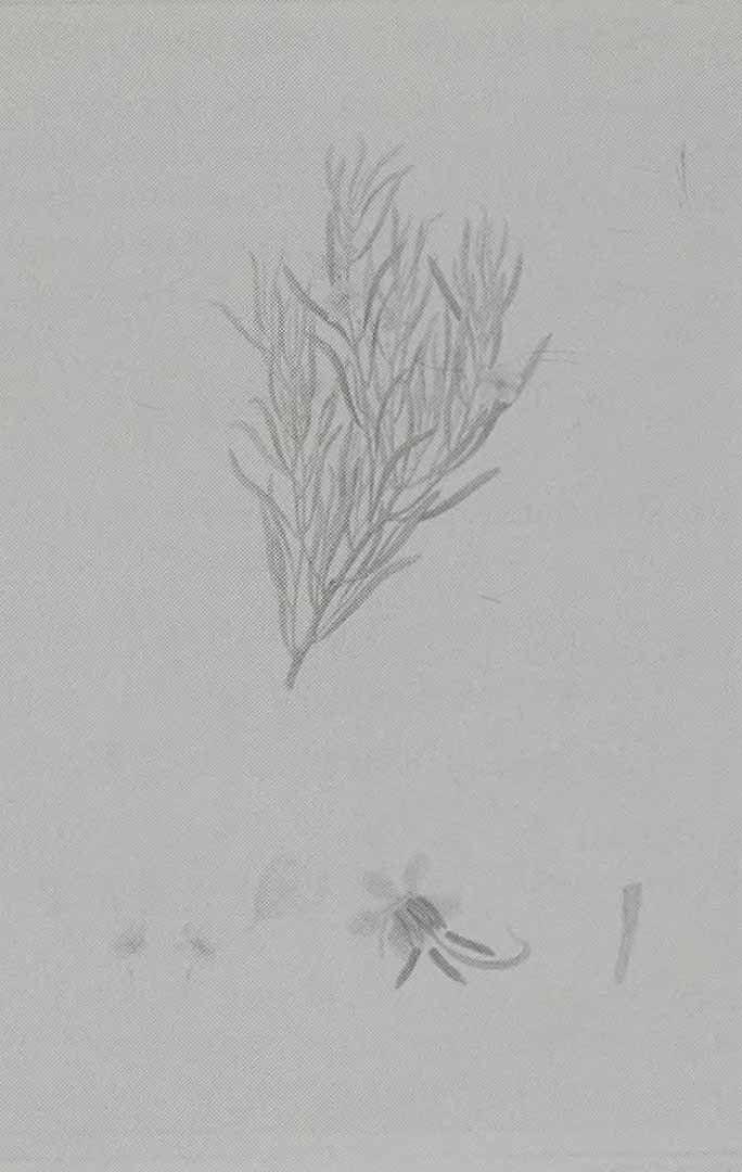 no HD illustration available (3)